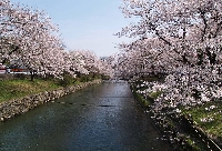 玉川上水です